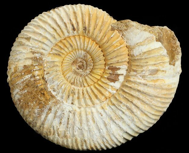 Perisphinctes Ammonite - Jurassic #68195